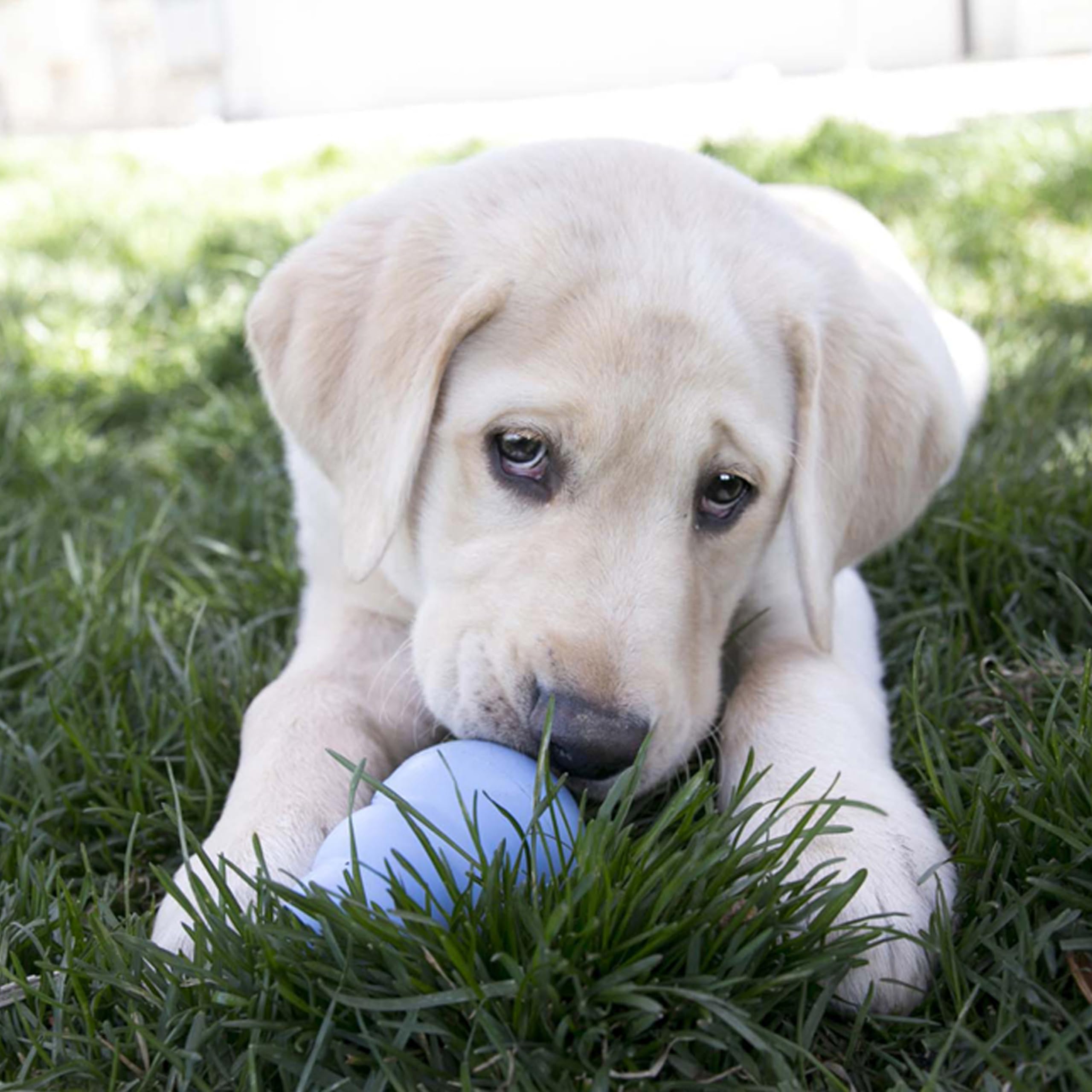 KONG Puppy - Natural Teething Rubber Chew Toy for Dogs - Stuffable Dog Toy for Extended Playtime - Chew & Fetch Toy for Puppies - for Medium Puppies - Blue
